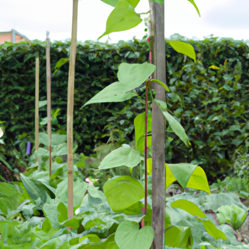 Runner Beans